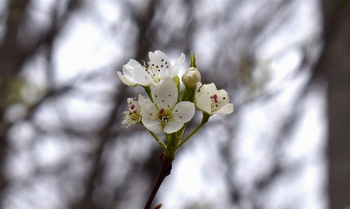 Tree nature branch blossom Photo