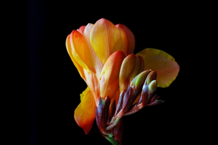 Blossom plant photography leaf Photo