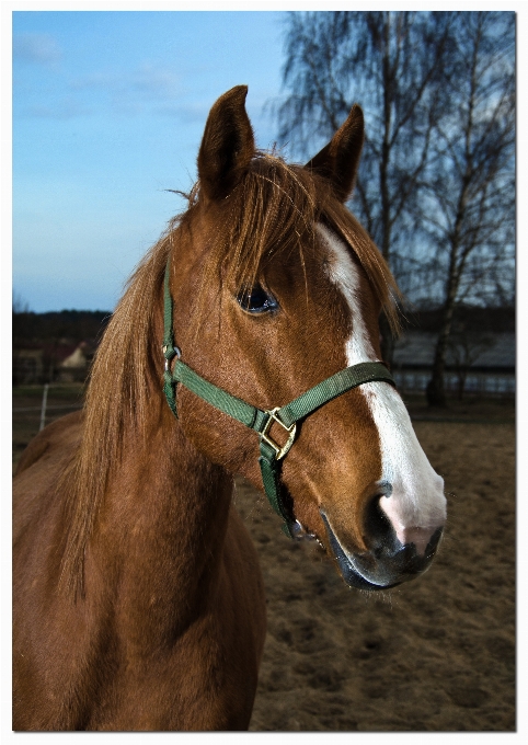 Natureza animal retrato cavalo