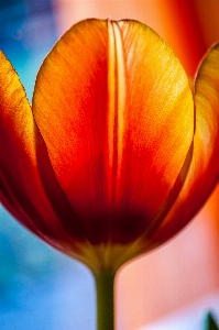 Blossom plant photography flower Photo