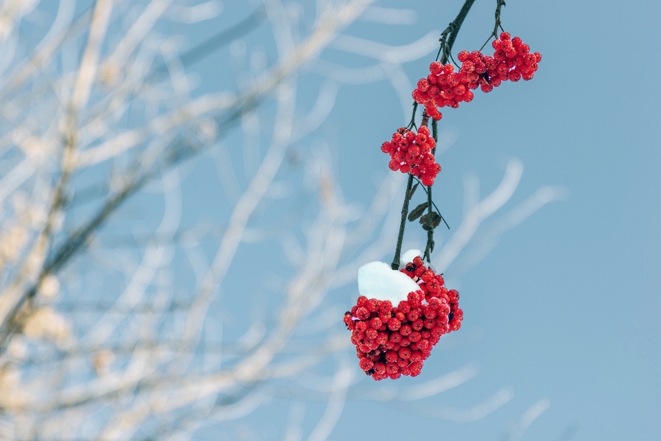 Tree nature branch blossom