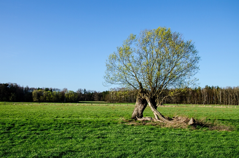 Landscape tree nature grass