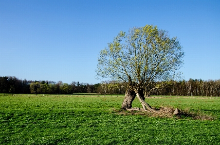 Landscape tree nature grass Photo