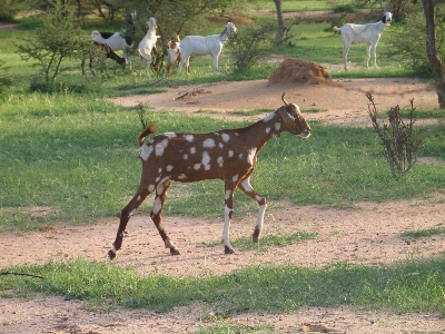 Farm adventure wildlife goat Photo