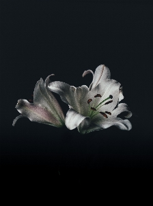 Plant white leaf flower Photo