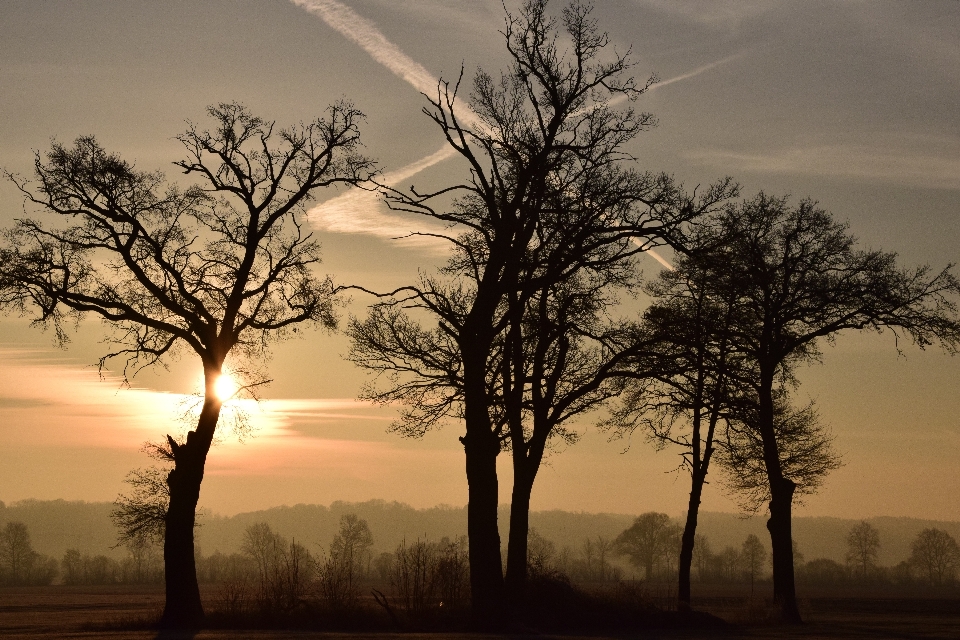 Landscape tree nature horizon