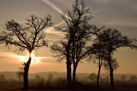 Landscape tree nature horizon Photo