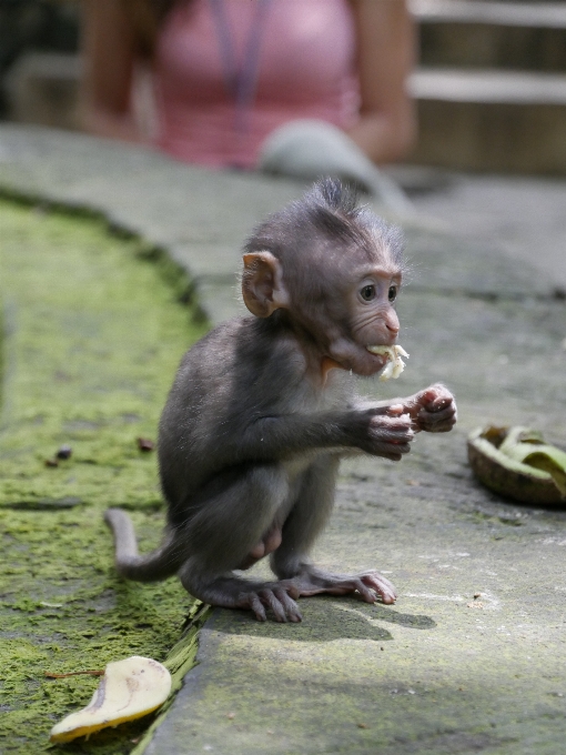 Wildlife zoo mammal asia