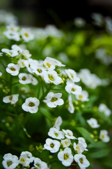 Natur blüte anlage weiss