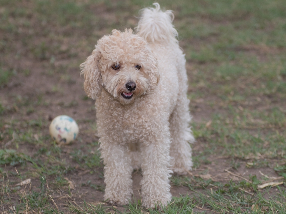 Branco filhote de cachorro bicho estimação