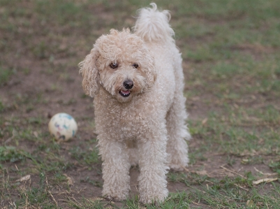 白 子犬 犬 ペット 写真