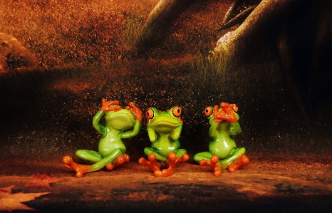 Group cute frog sit Photo