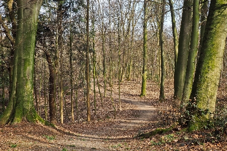 Landscape tree nature forest Photo