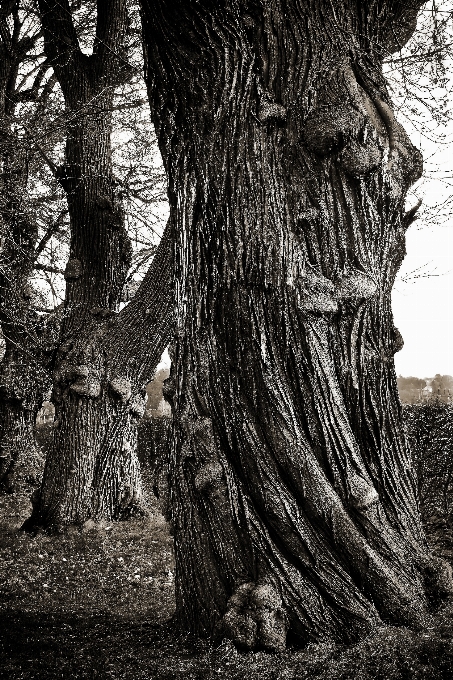 Paesaggio albero natura foresta