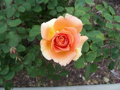 植物 花 花弁 薔薇 写真