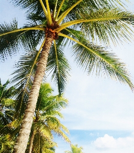 Beach tree branch plant Photo