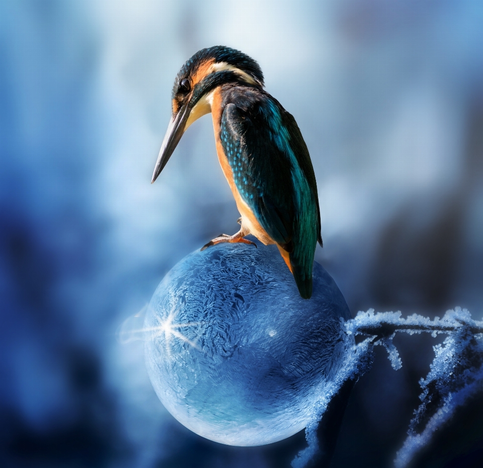 Wasser natur vogel tierwelt