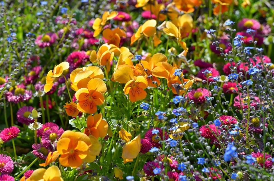 Naturaleza planta prado
 flor