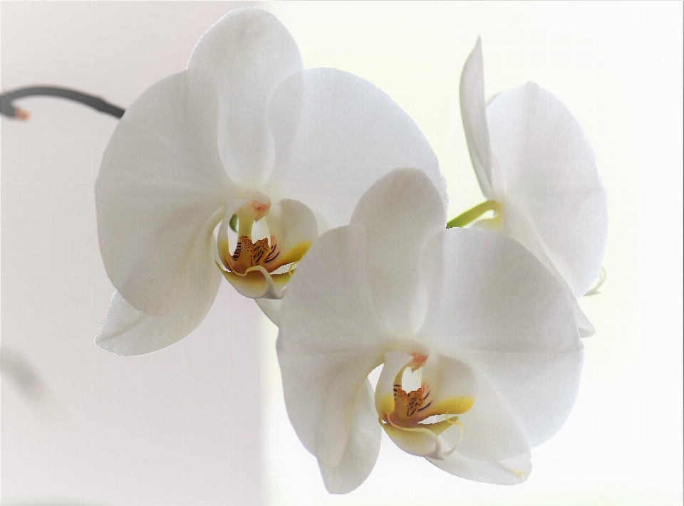 Nature blossom plant white