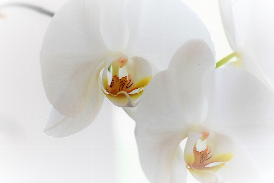 Natura fiore pianta bianco