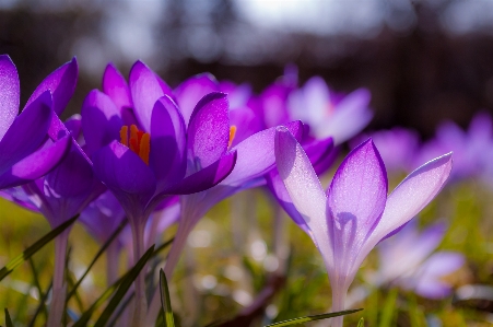 Nature grass blossom plant Photo