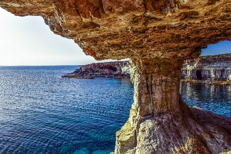 Landscape sea coast tree Photo