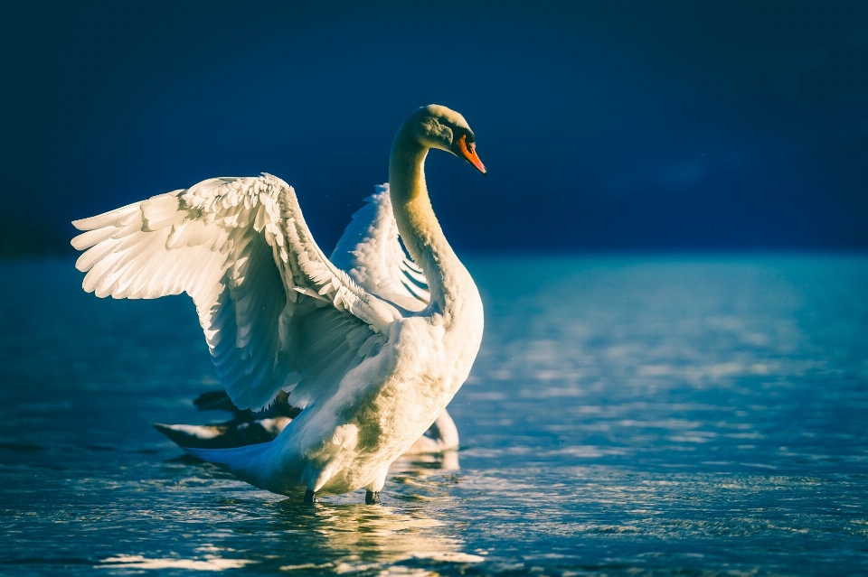 Mare acqua natura uccello