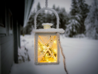 景观 自然 森林 雪 照片