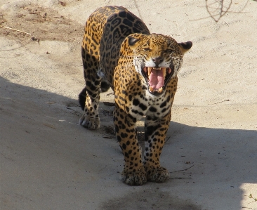 Foto Natura guardare animali selvatici in piedi