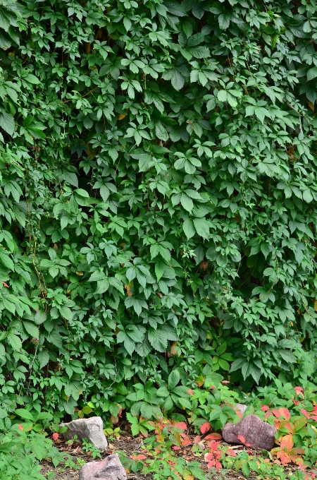 Natura all'aperto pianta vine