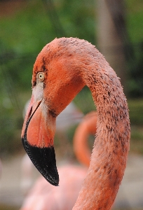 Foto Natura uccello animale animali selvatici