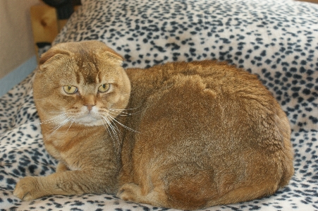 Foto Retrato gato mamífero fauna