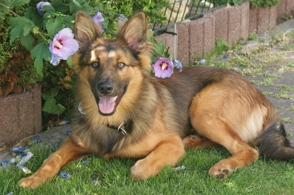 Cachorro mamífero vertebrado
 fuchs
