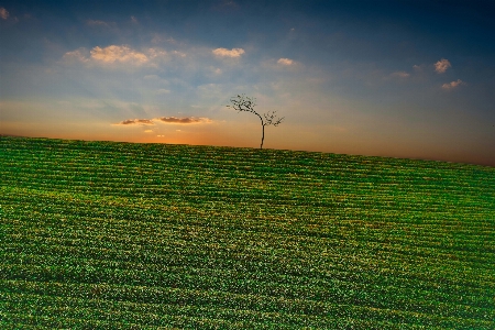 Landscape tree nature grass Photo