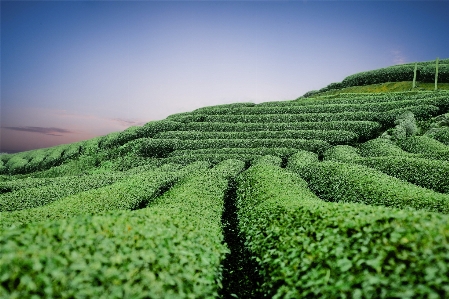 Foto Lanskap rumput tanaman bidang