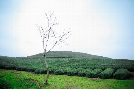 Landscape tree nature grass Photo