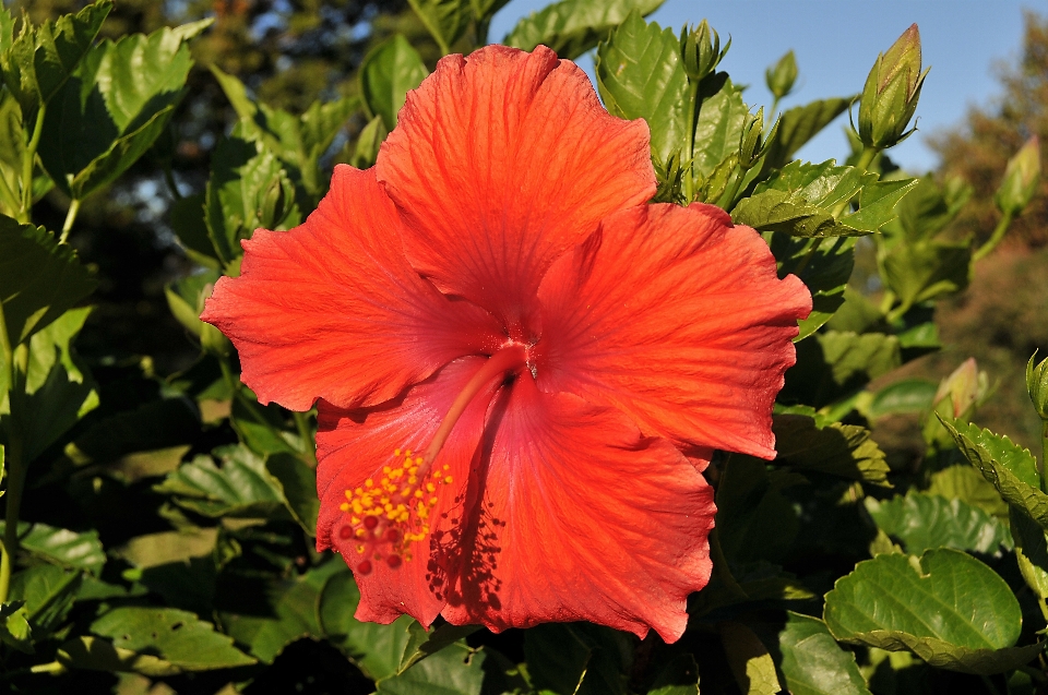 自然 开花 植物 花