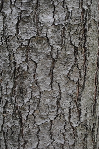 Tree branch plant texture Photo