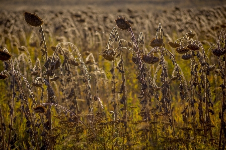 Landscape nature grass plant Photo