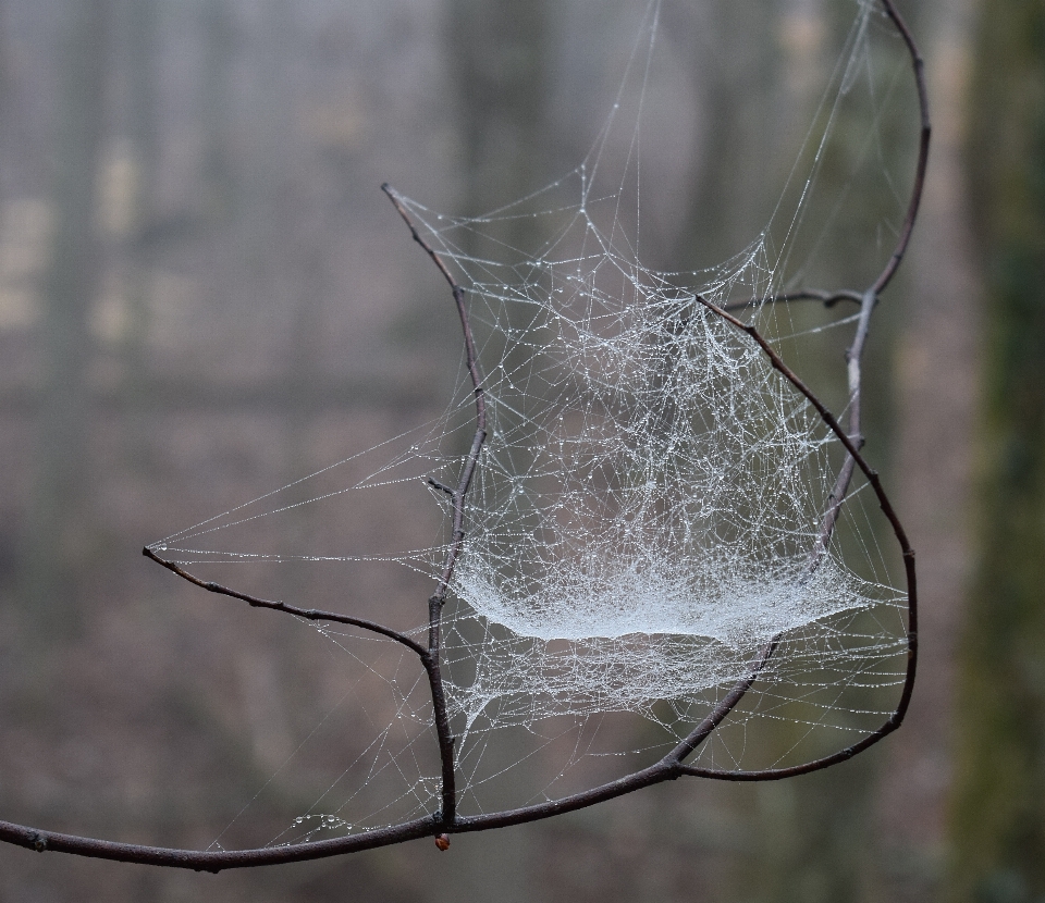 Drzewo natura oddział skrzydło