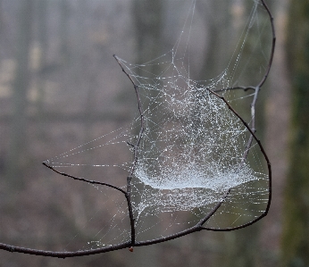 Foto árvore natureza filial asa