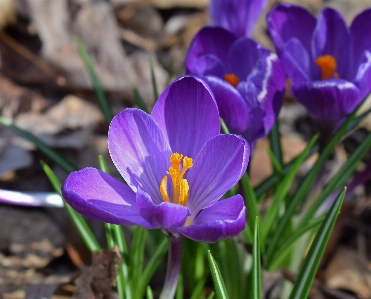 Foto Natureza florescer plantar flor