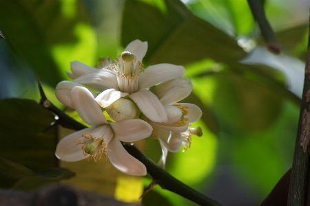 Foto árvore natureza filial florescer