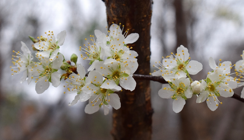 árbol naturaleza rama florecer