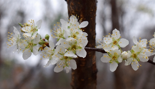 Foto árvore natureza filial florescer