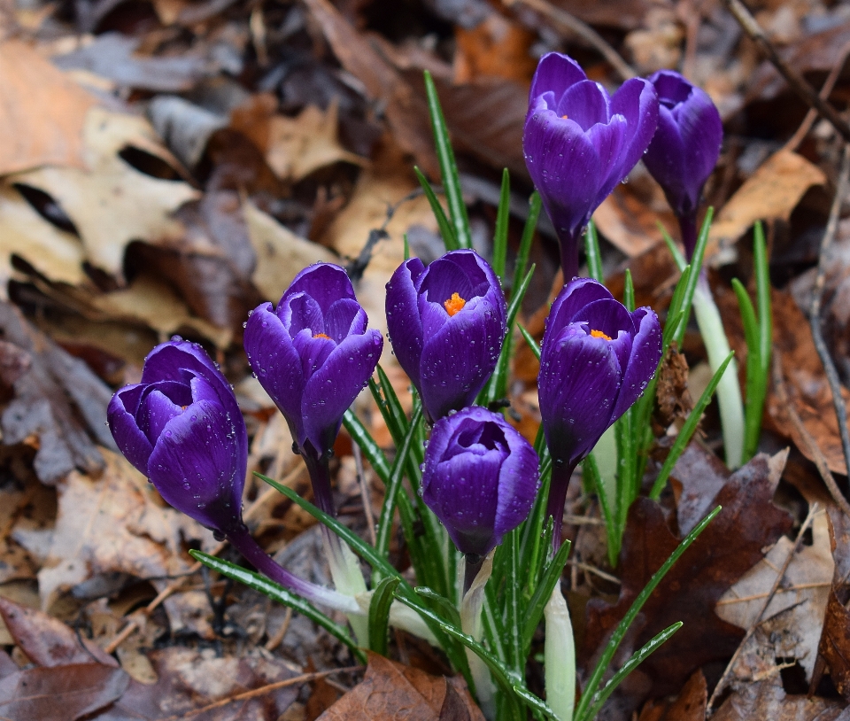 Natureza florescer plantar chuva