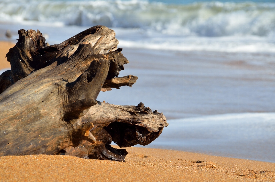 Beach landscape driftwood sea