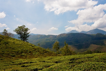 Landscape tree nature forest Photo