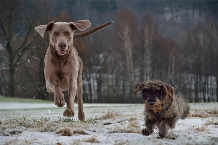 Foto Cachorro mamífero weimaraner
 de caça
