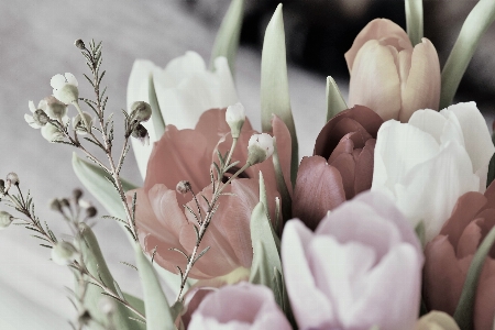 Nature blossom plant photography Photo